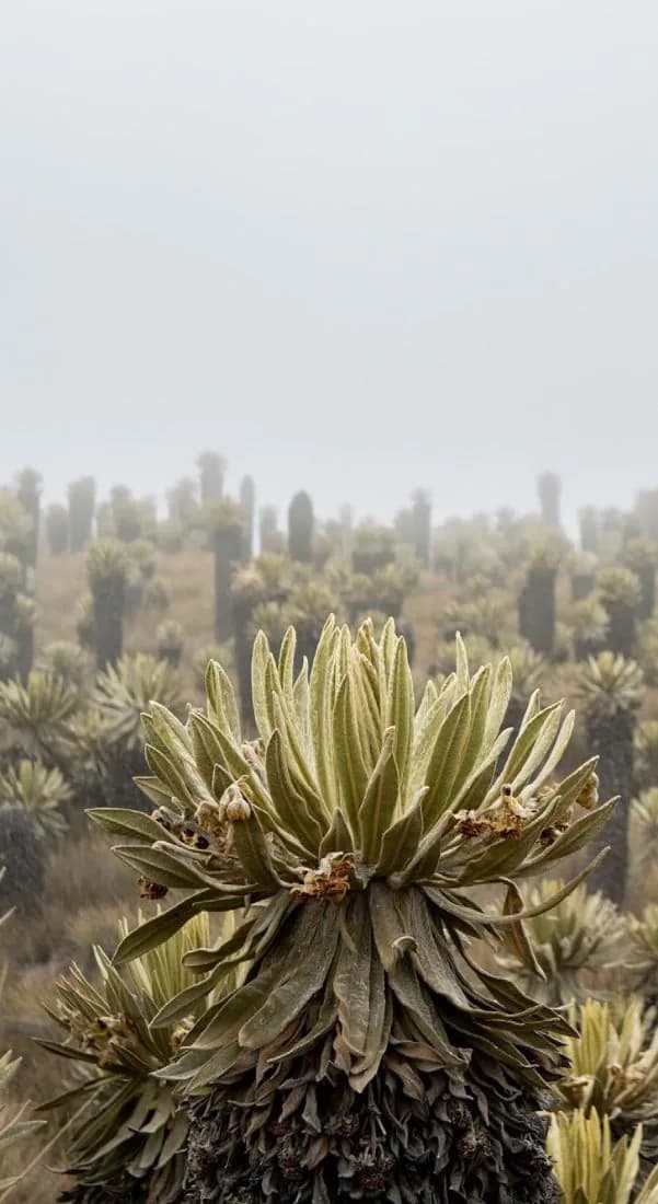 Frailejón en un páramo cubierto de neblina